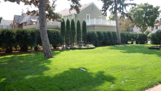 Arborvitae hedge in Minneapolis
